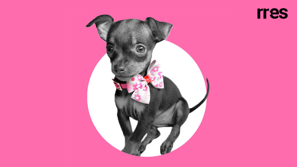 Carta a mi perrita Lili, por Reuben Morales