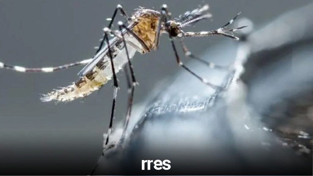 dengue venezuela