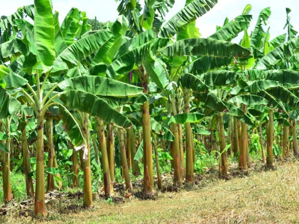 Cultivo de plátano afectado por las lluvias
