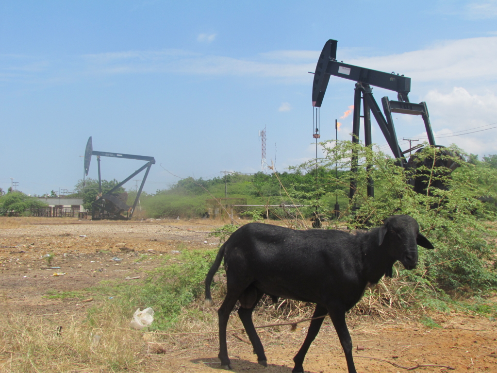 En el Zulia todavía esperan por las morocotas de canto