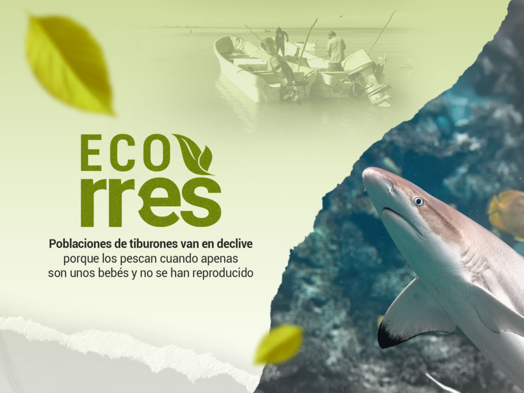 Pesca de cazón en Venezuela