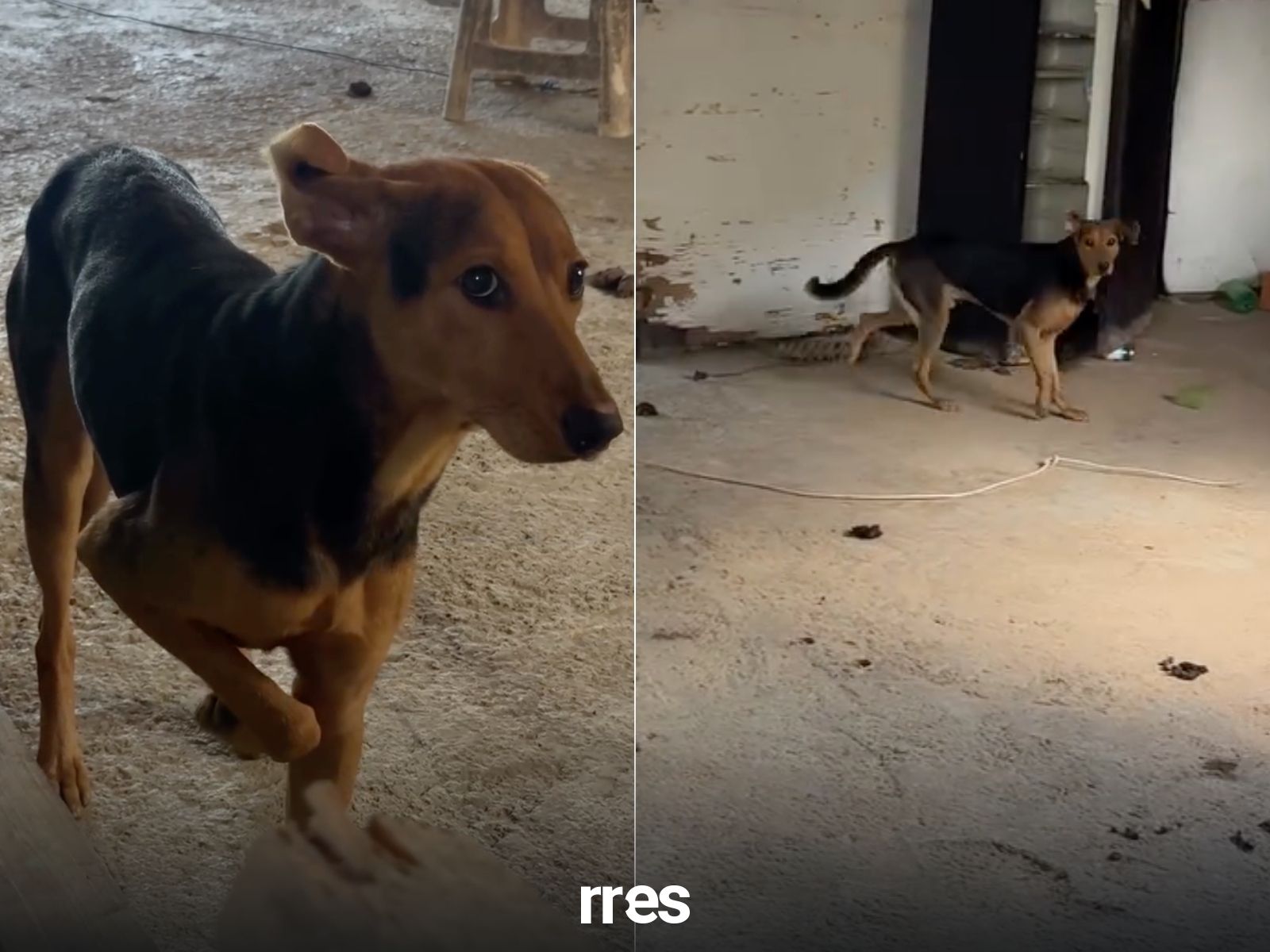 mascotas